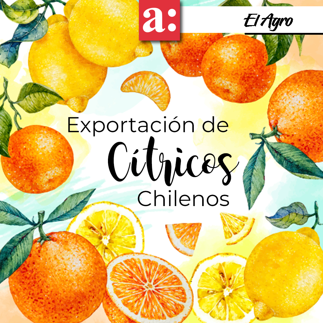 Exportación de citricos Chilenos